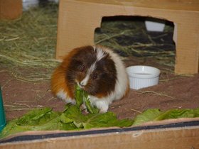 2018-08-01 Zoe (c) Jason Grossman.jpg